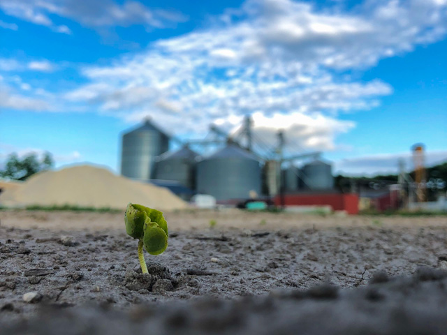 Emerging cotton seedling, by Mandy Pierce from Hertford, North Carolina, won the Editor's Pick award in this year's DTN/Progressive Farmer MyPlanting19 photo contest. (Mandy Pierce photo)